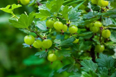 producția de arbuști pomi ornamentali fructiferi în Polonia