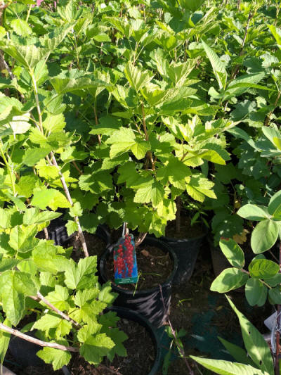 producția de arbuști pomi ornamentali fructiferi în Polonia